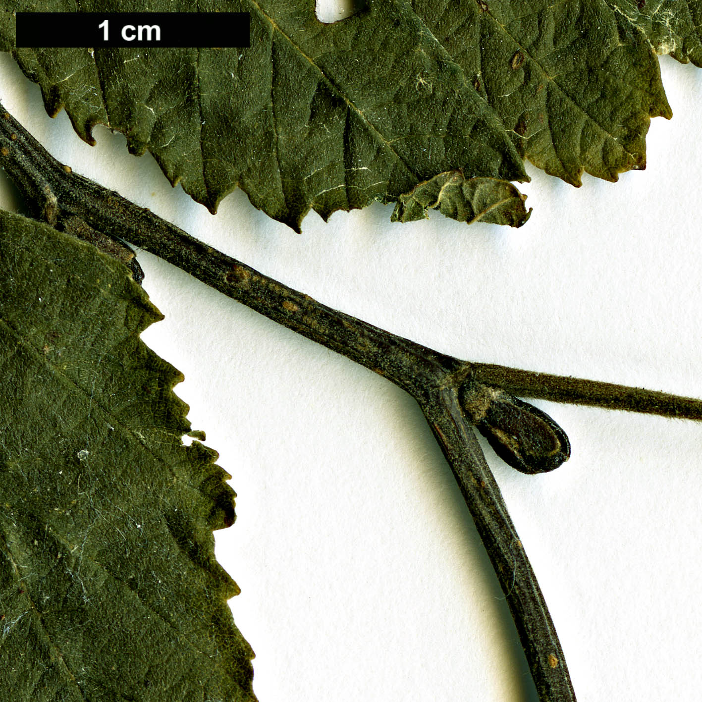 High resolution image: Family: Betulaceae - Genus: Alnus - Taxon: hirsuta - SpeciesSub:  var. microphylla